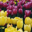 tulipany wiosna3.jpg